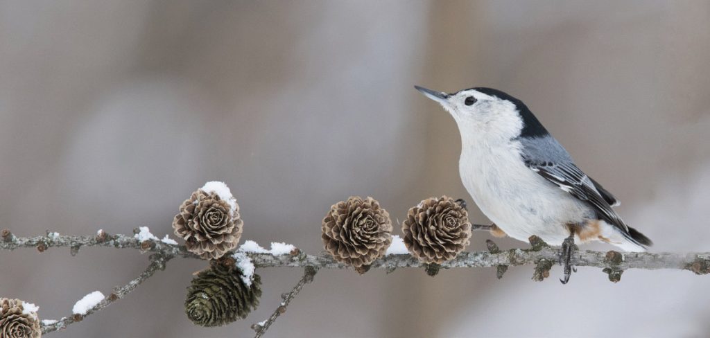 winter bird