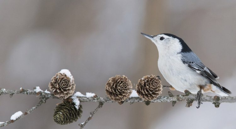 winter bird
