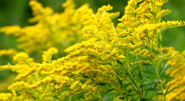 golden rod